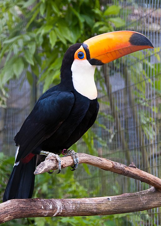 Tucano-toco (Ramphastos toco) – Possui um bico grande e colorido, que pode chegar a 20 cm, leve e resistente, ajudando na regulação térmica. Vive em florestas tropicais da América do Sul, especialmente no Brasil.