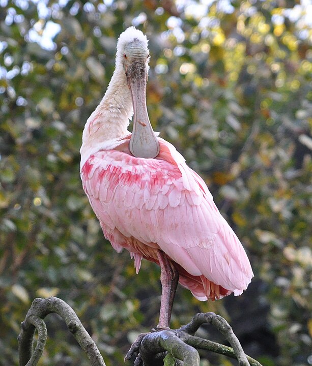Bicos de aves: grandes, coloridos, achatados, cruzados… veja a variedade e as funções