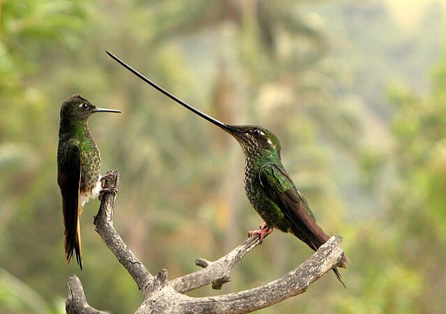 Bicos de aves que se destacam por serem diferentes da maioria