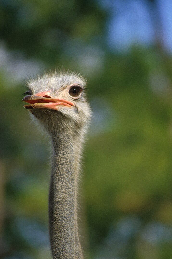 Avestruz (Struthio camelus) – Tem um bico curto, largo e achatado, adaptado para arrancar folhas e engolir pequenos objetos duros. Vive em savanas e desertos da África.
