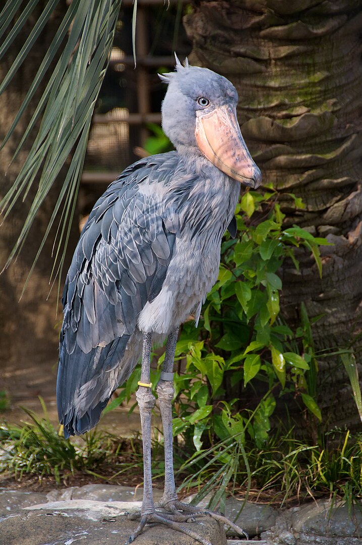Cegonha-bico-de-sapato (Balaeniceps rex) – Seu bico grande, largo e em forma de tamanco é perfeito para capturar peixes, anfíbios e pequenos répteis. Habita pântanos e áreas alagadas da África Central.
