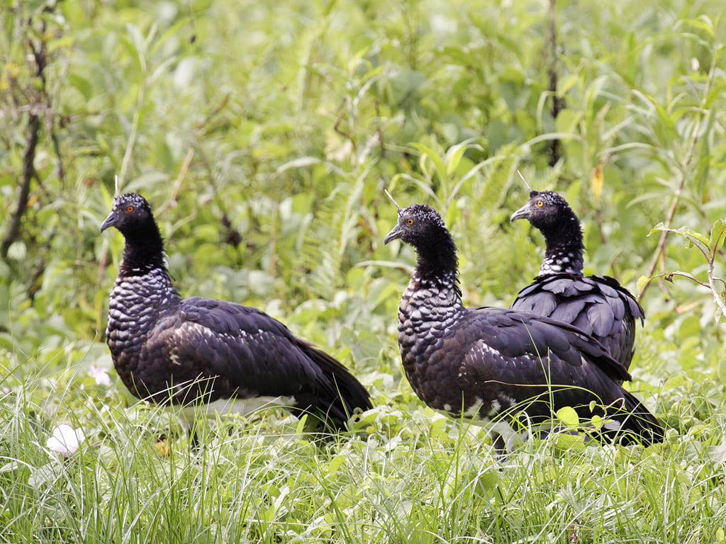 Anhuma (Anhima cornuta) – Tem um bico curto e forte, adaptado para arrancar vegetação aquática e pequenos invertebrados. Vive em áreas úmidas da América do Sul, especialmente no Brasil e Argentina