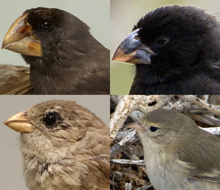 Tentilhão-de-darwin (Geospiza spp.) – Pequenos pássaros cujos bicos variam em formato e tamanho conforme sua alimentação, um exemplo de evolução adaptativa. São nativos das Ilhas Galápagos, no Equador.