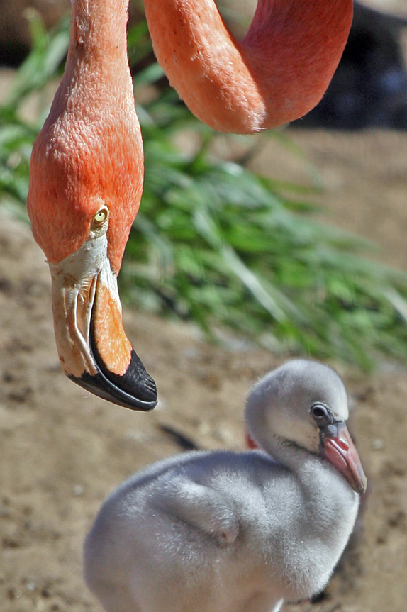 Flamingo-americano (Phoenicopterus ruber): Tem bico grande, curvado e adaptado para filtrar pequenos organismos da Ã¡gua. Nativo das AmÃ©ricas, vive em lagoas salinas e manguezais do Caribe, AmÃ©rica Central e AmÃ©rica do Sul. Os filhotes nascem com bico reto e cinza, que facilita a alimentaÃ§Ã£o com o "leite do papo" dos pais; os adultos desenvolvem bico curvado e forte para filtrar algas e crustÃ¡ceos.