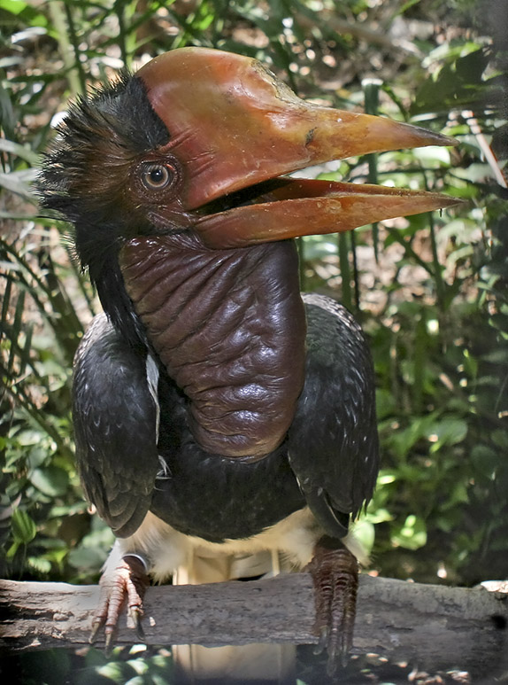 Calau-de-capacete (Rhinoplax vigil) – Seu bico longo e curvado possui uma estrutura maciça chamada castão, usada em disputas e vocalizações amplificadas. Vive em florestas tropicais do Sudeste Asiático.