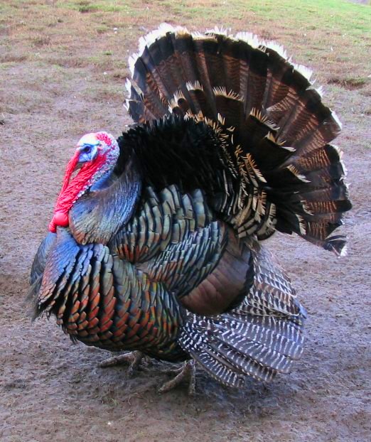 A criação de perus é uma atividade rentável, especialmente na produção de carne para consumo, e as espécies mais comuns na avicultura incluem a Broad Breasted Bronze (foto) e a Holandesa Branca.