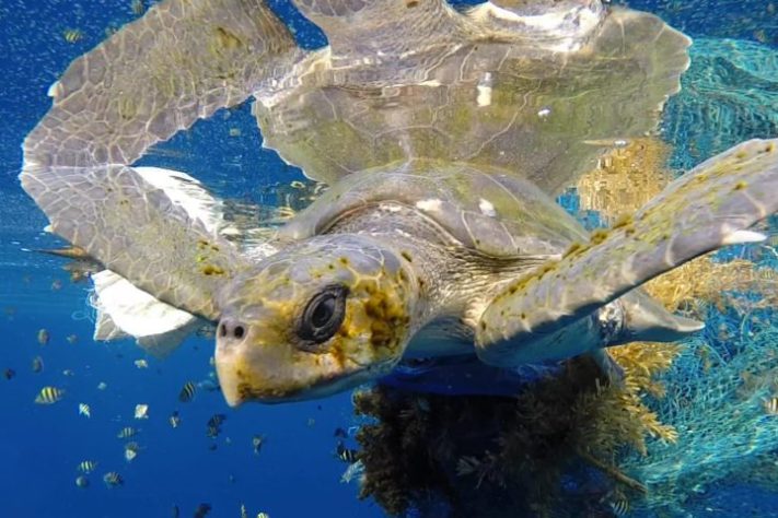 Tartaruga - Wikimedia Commons/Mstelfox  