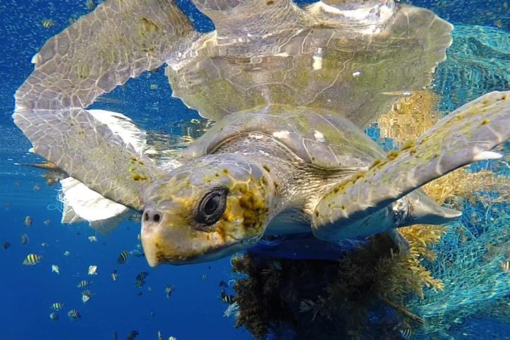 As tartarugas têm um corpo mais hidrodinâmico, patas em forma de nadadeiras ou membros adaptados para a natação e casco mais achatado, o que facilita o deslocamento na água. As marinhas passam a maior parte da vida em oceano aberto e só procuram a praia para desovar. Já as de água doce, habitam rios, lagos, lagoas e brejos. A dieta varia conforme a espécie, mas costuma incluir peixes pequenos, crustáceos, moluscos, insetos, algas e restos orgânicos.