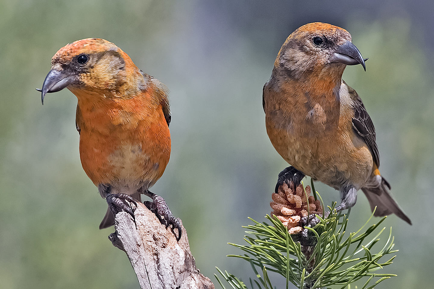 Cruza-bicos (gênero Loxia) -  Tem um bico cruzado e forte, adaptado para extrair sementes de pinhas. Ele é nativo do Hemisfério Norte, encontrado em florestas de coníferas da América do Norte, Europa e Ásia. Seu bico especializado permite acessar alimentos que outras aves não conseguem, garantindo sua sobrevivência em climas frios.