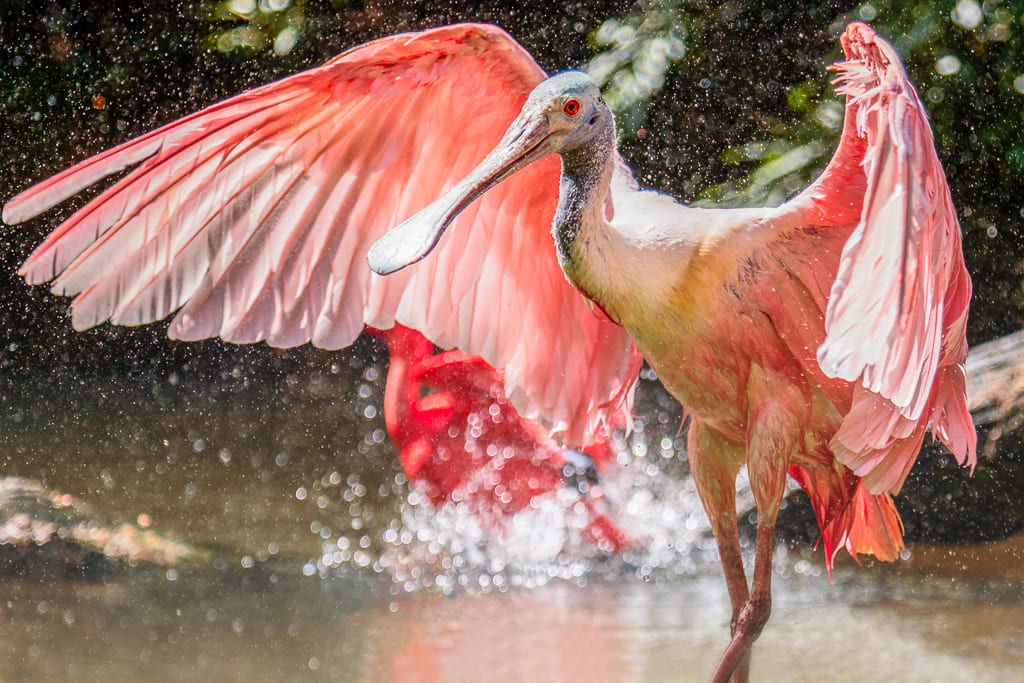 Colhereiro-americano (Platalea ajaja) – Seu bico achatado e em forma de colher auxilia na captura de pequenos peixes e crustáceos ao agitar a água. Habita áreas úmidas das Américas, do sul dos EUA até a Argentina.