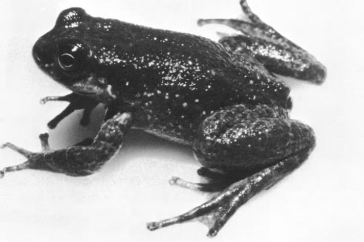 Sapo-fedorento