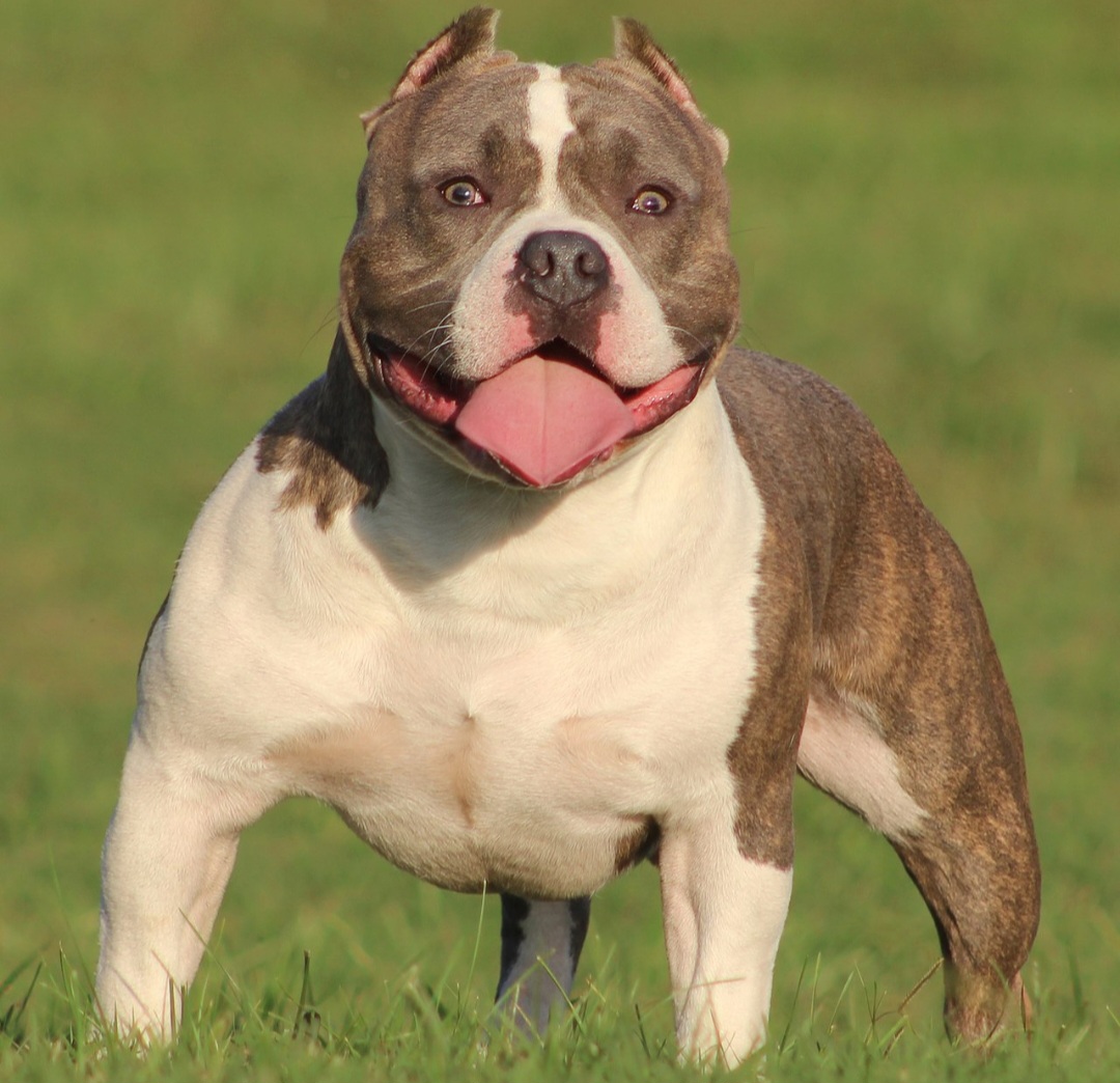 Jogador burla lei e cria cachorro proibido na Inglaterra - Rock City Kennels wikimedia commons 