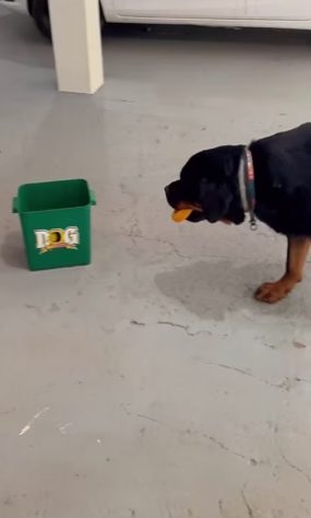 Rotweiller 