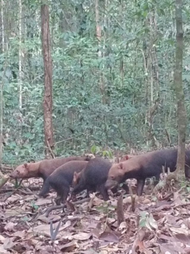 Conhece a espécie? Armadilha fotográfica flagra cachorros-vinagre no Norte do Brasil