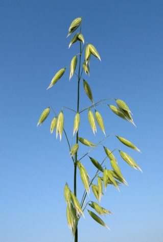 Aveia