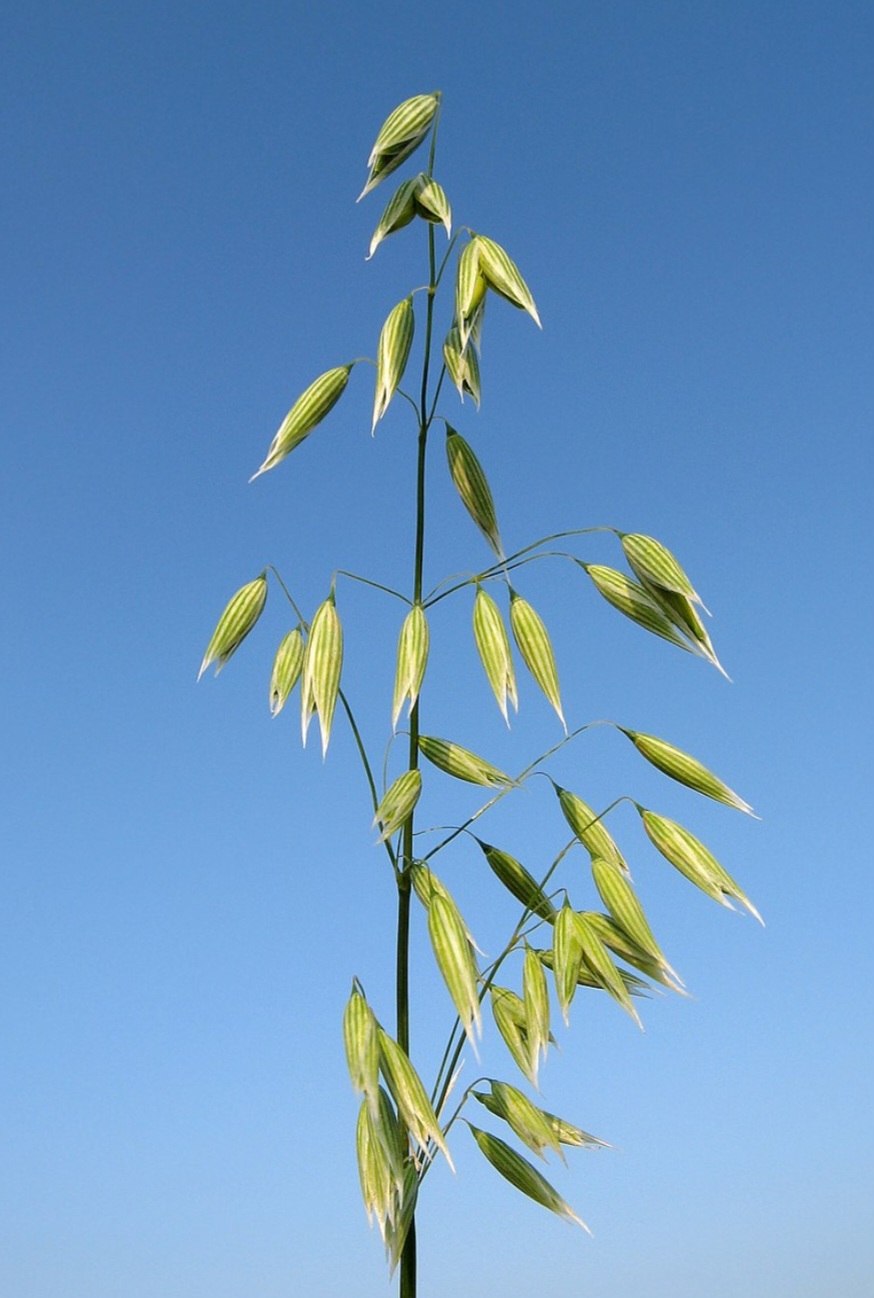A aveia é um género botânico pertencente à família Poaceae, subfamília Pooideae, tribo Aveneae. É composto por aproximadamente 450 espécies, que são cultivadas, como Avena sativa e Avena byzantina.