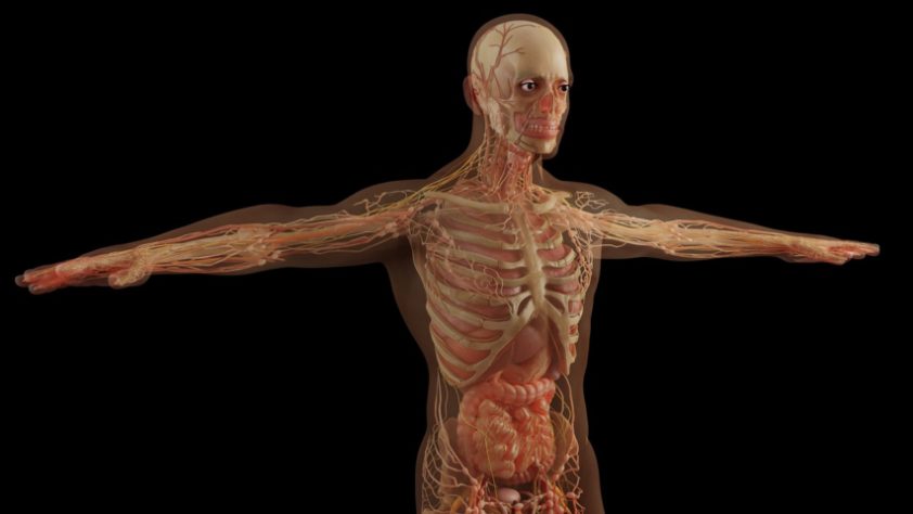 Corpo humano anatomia