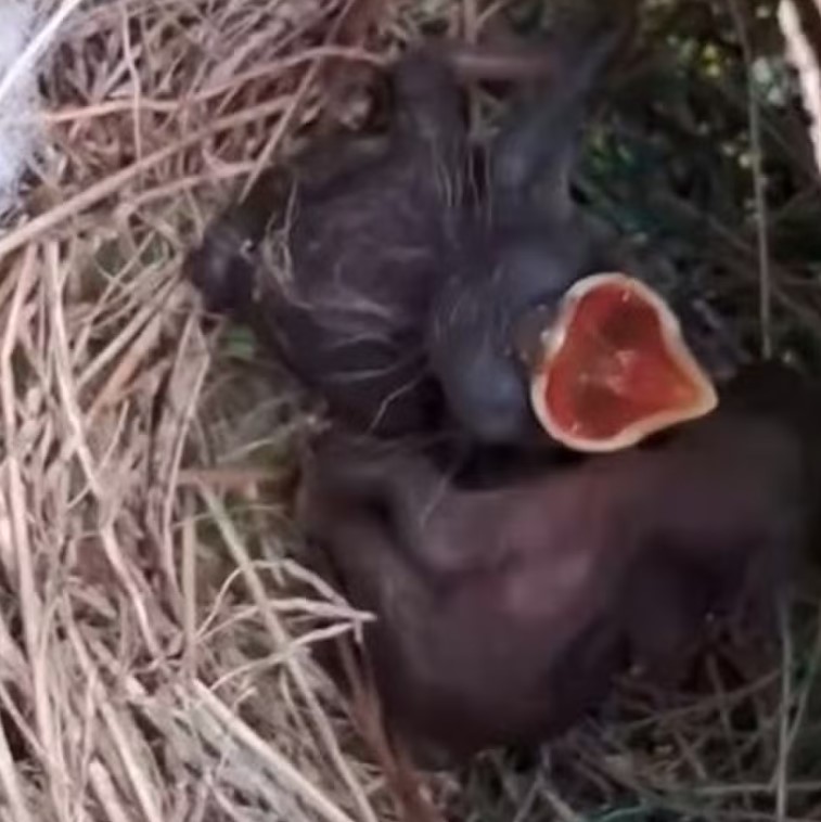 Lincoln resolveu parar a atividade para proteger as aves e propôs à proprietária do local que só retomasse o corte do mato após os filhotes se desenvolverem e deixarem o local, ao que ele assentiu. No vídeo, o ajudante geral conta que isso já ocorreu e os pássaros alçaram voo. 
-Reprodução/Lincoln Vicente de Moura