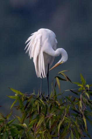 Cegonha
