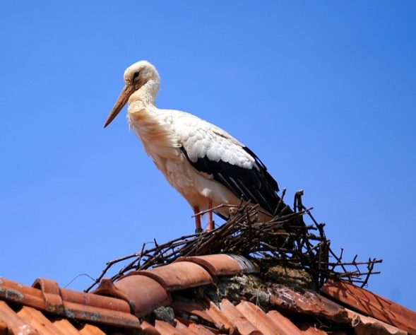Cegonha