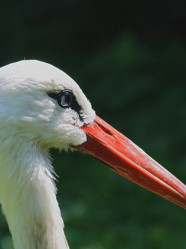 As aves com bicos mais longos do mundo