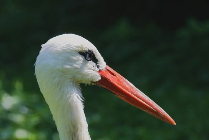 As aves com bicos mais longos do mundo