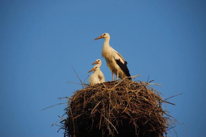 Cegonha