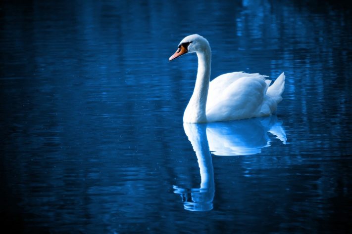 Cisne