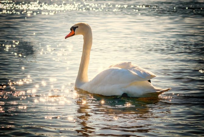 Beleza dos cisnes une elegância e singeleza