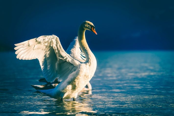 Cisne