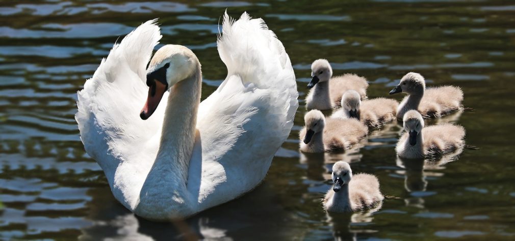 Cisne