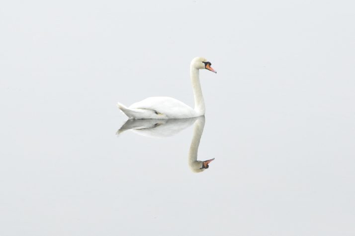 Cisne