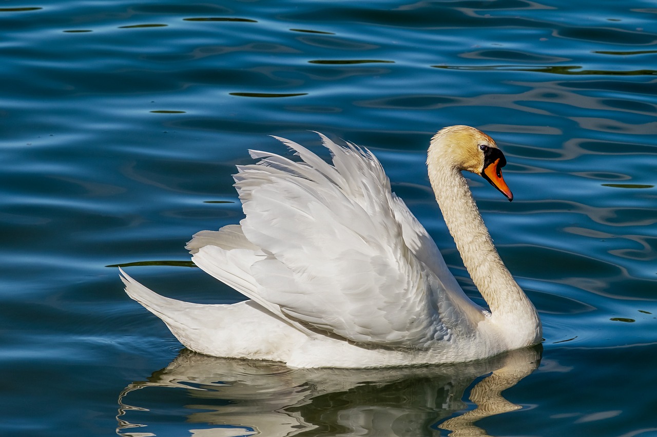 Desse modo, eles são os maiores membros existentes da família de aves aquáticas Anatidae. Comparados aos gansos, seus parentes mais próximos, eles são muito maiores e têm pés e pescoço em grande proporção. 