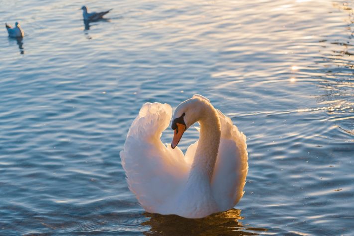 Cisne