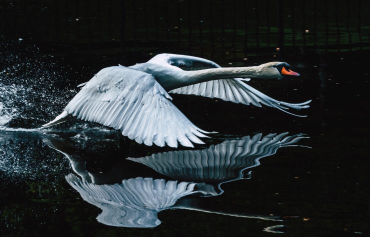 Cisne