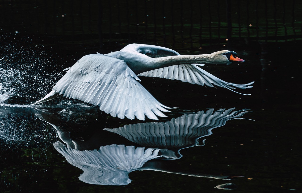 As aves adultas não possuem penas entre os olhos e o bico. Quanto ao dimorfismo sexual, elas se apresentam apenas no peso e no tamanho, com os machos sendo ligeiramente maiores.