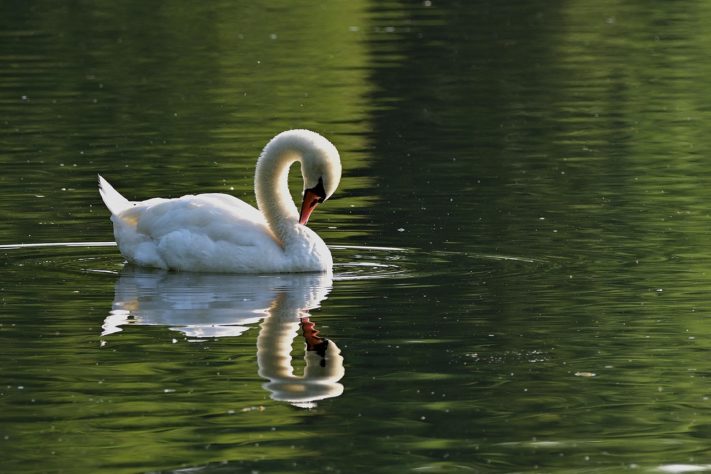 Cisne