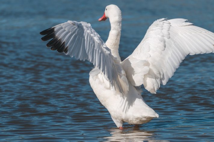 Cisne