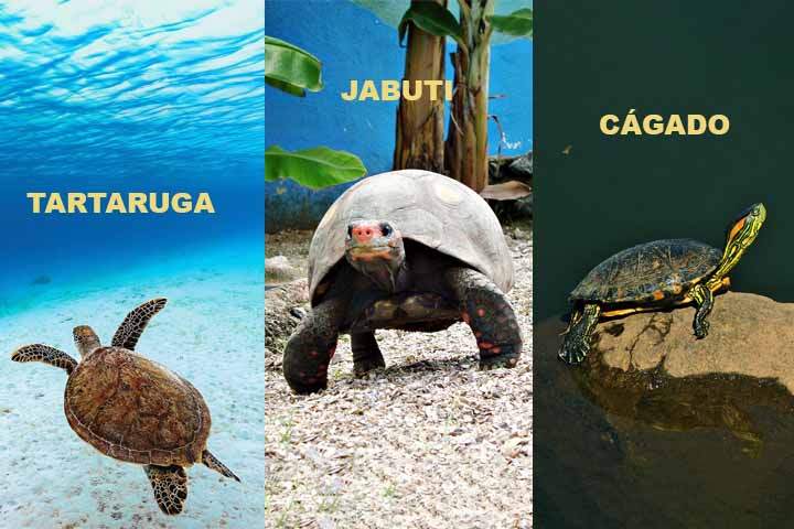 As tartarugas vivem na água salgada, têm patas em forma de nadadeiras e raramente saem para terra firme. Os jabutis são terrestres, têm casco alto e patas grossas adaptadas para andar no solo. Os cágados vivem em água doce, têm casco achatado e patas com membranas para nadar