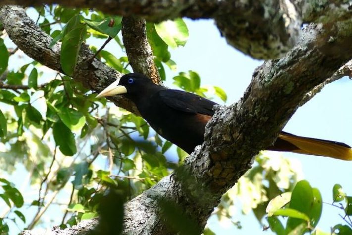 Ave/pássaro japiim/xexéu (Cacicus cela)