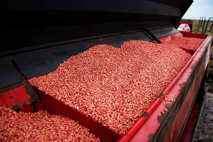 Diante disso, ela é comercializada na forma de grãos, flocos ou farinha, sendo utilizada para o preparo de saladas, pães, sopas, massas e risotos, ou na forma solúvel, que é usada como 