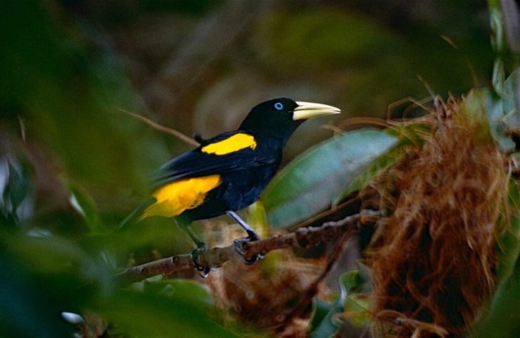 Ave/pássaro japiim/xexéu (Cacicus cela)