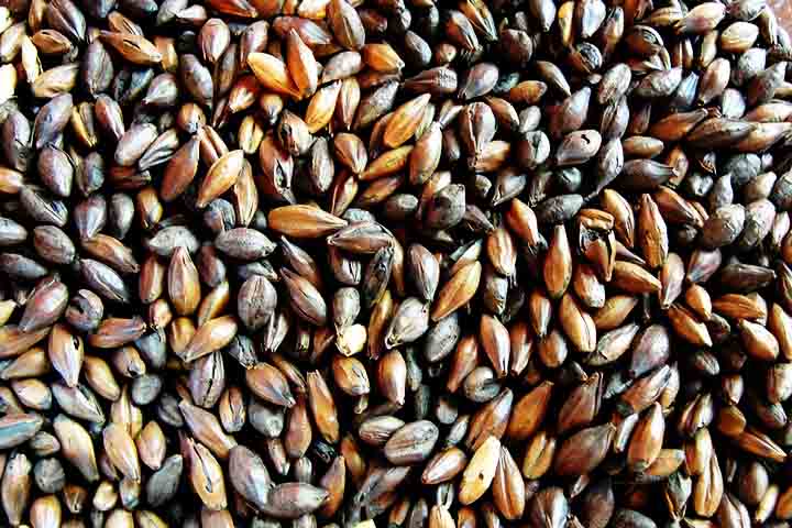 Além disso, a cevada está relacionada principalmente com a produção do malte, o qual é utilizado na indústria cervejeira. No cenário brasileiro, esse uso acontece em grande escala, visto que é um dos países que mais consomem este líquido no mundo. 