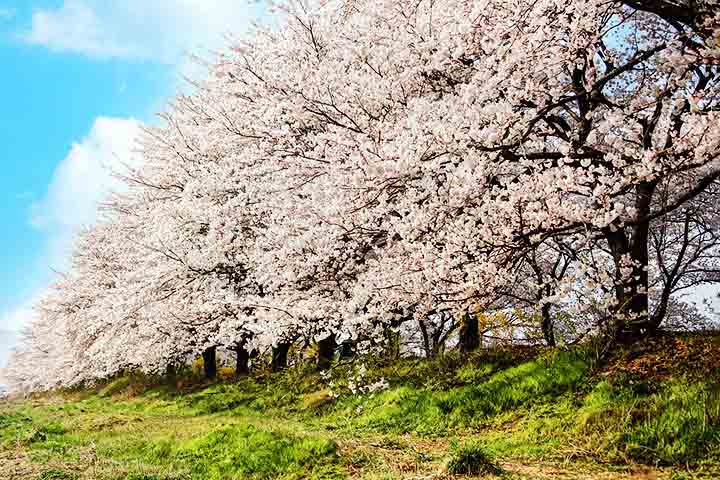 A prática do hanami, que significa 