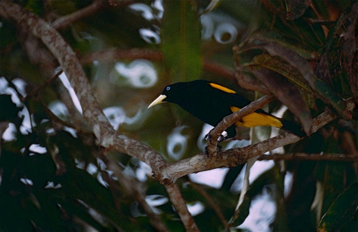 Além de ser chamado de xexéu, essa ave também é chamada de japu e japiim, pertencente à família Icteridae, que inclui outras espécies como graúnas e chopins. - flickr - Bernard DUPONT