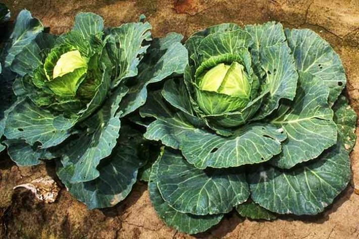 Queratina 