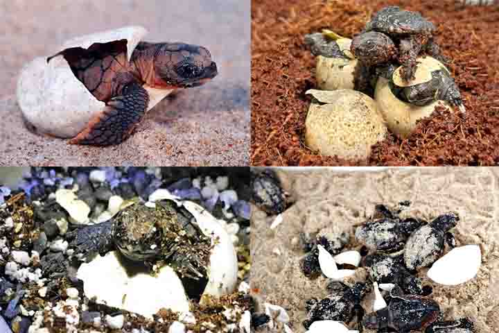 ReproduÃ§Ã£o e expectativa de vida: Botam ovos em buracos na terra, que levam cerca de 70 a 90 dias para eclodir. Dependendo da espÃ©cie, podem viver entre 30 e 100 anos.
