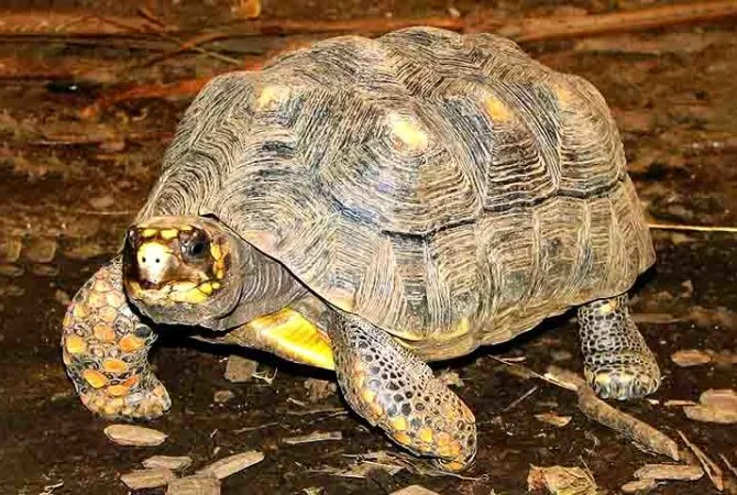 Saiba as diferenças entre tartarugas, jabutis e cágados