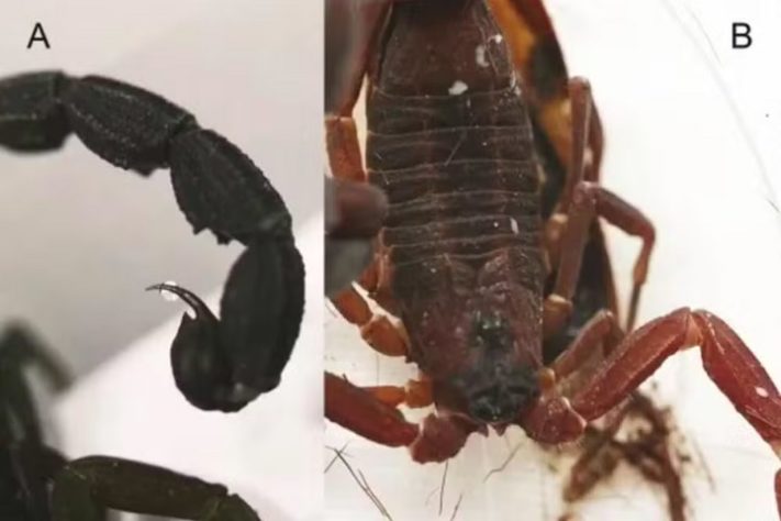 Nova espécie de escorpião que cospe veneno é encontrada na Colômbia