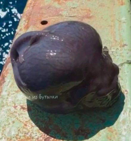 Pescador captura peixe inusitado na Rússia e viraliza nas redes sociais